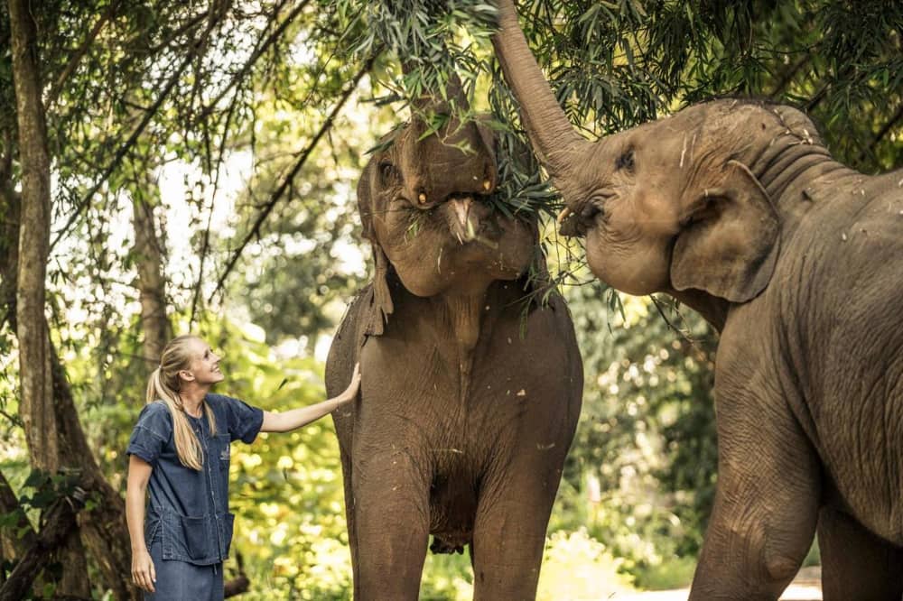 Elefanti all’Anantara Golden Triangle